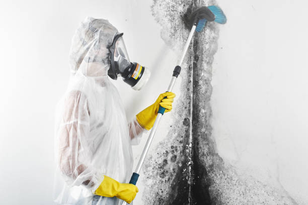 Reliable Columbiana, OH Mold Removal Solutions
