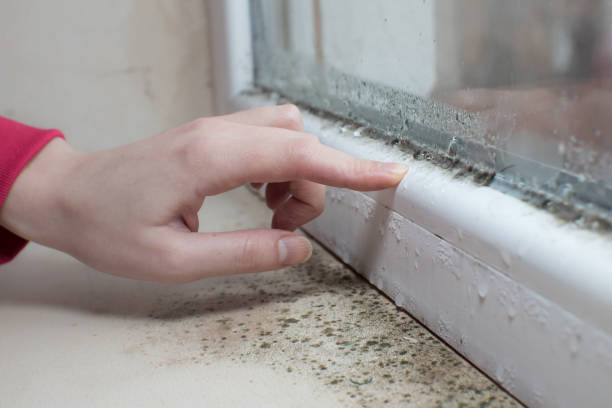 Best Water Damage & Mold Remediation  in Columbiana, OH